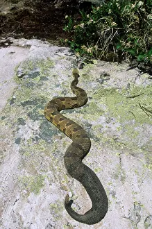 TIMBER RATTLESNAKE - ON ROCK