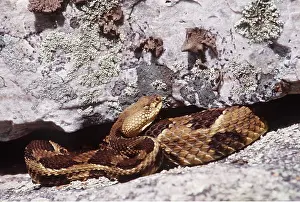 Timber: TIMBER RATTLESNAKE - IN ROCK