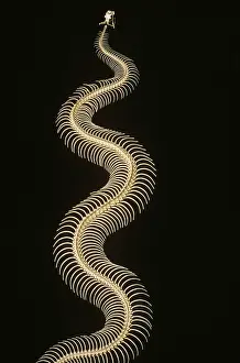 Horridus: Timber rattlesnake skeleton