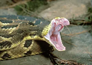 Fangs: Timber rattlesnake striking