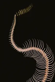 Vertebra: Timber Rattlesnake vertebrae