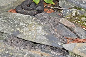 Carbon: Timber Rattlesnake with Young