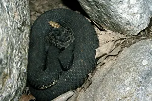 Carbon: Timber Rattlesnake with Young