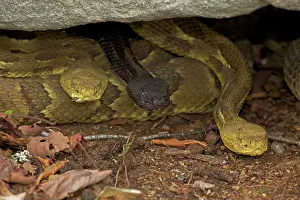 Canebrake: Timber Rattlesnakes
