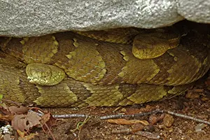 Canebrake: Timber Rattlesnakes