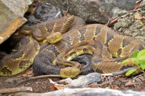 Horridus: Timber Rattlesnakes