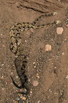 Horridus: Timber Rattlesnakes