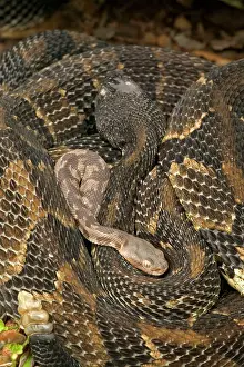 Coils: Timber Rattlesnakes - Adult females with newborn