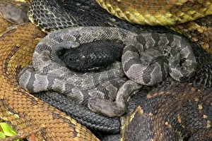 Coils: Timber Rattlesnakes - Adult females with newborn