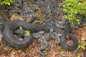 Coils: Timber Rattlesnakes - Adult females with newborn young