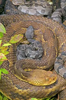 Coils: Timber Rattlesnakes - Adult females with newborn young