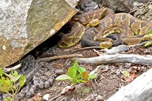 Carbon: Timber Rattlesnakes with babies