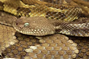 Horridus: Timber rattlesnakes, Crotalus horridus, Gravid females baski