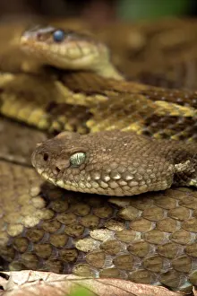 Horridus: Timber rattlesnakes, Crotalus horridus, Gravid females baski