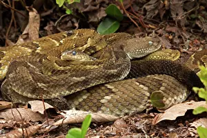 Horridus: Timber rattlesnakes, Crotalus horridus, Gravid females baski