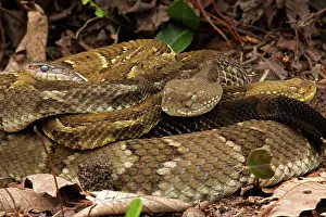 Horridus: Timber rattlesnakes, Crotalus horridus, Gravid females baski