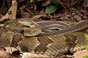 Horridus: Timber rattlesnakes, Crotalus horridus, Gravid females baski