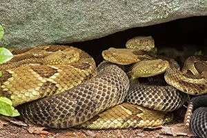 Timber: Timber rattlesnakes, Crotalus horridus, Gravid females baski