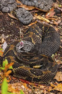 Timber: timber rattlesnakes, (Crotalus horridus), female