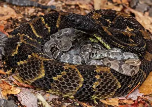 Timber: timber rattlesnakes, (Crotalus horridus), female