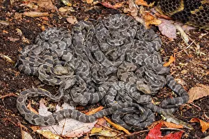 Timber: timber rattlesnakes, (Crotalus horridus), female