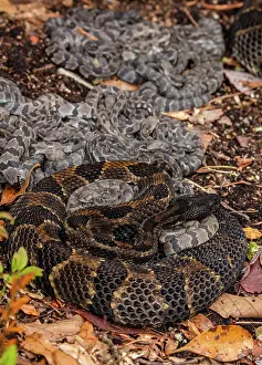 Timber: timber rattlesnakes, (Crotalus horridus), female