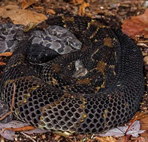 Timber: timber rattlesnakes, (Crotalus horridus), female