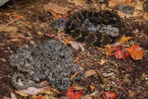 Timber: timber rattlesnakes, (Crotalus horridus), female