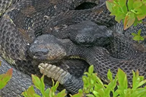 Rattles: Timber Rattlesnakes - Emerging from hibernation at den site