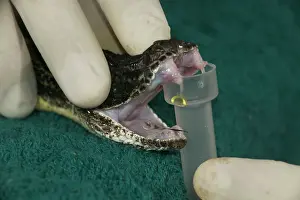 John Cancalosi: Timber Rattlesnakes - Extracting or milking venom