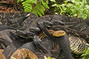 Gravid: Timber Rattlesnakes - Gravid females basking to