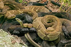 Gravid: Timber Rattlesnakes - Gravid females basking to
