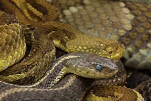 Horridus: Timber Rattlesnakes gravid females basking