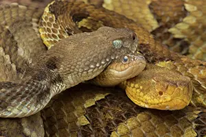 Horridus: Timber Rattlesnakes - gravid females basking to bring young
