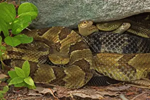 Horridus: Timber Rattlesnakes - gravid females basking to bring young