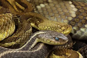Horridus: Timber Rattlesnakes - gravid females basking to bring young