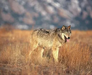 Timber: Timber Wolf