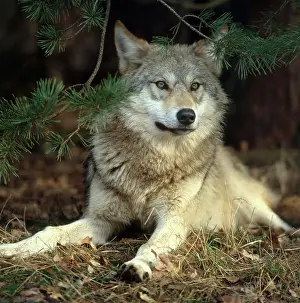 Timber: Timber Wolf