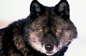 Sinister: Timber wolf / Grey WOLF - black phase