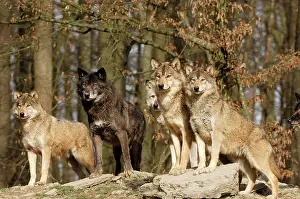 Packs: Timber Wolf / Grey Wolf sub species