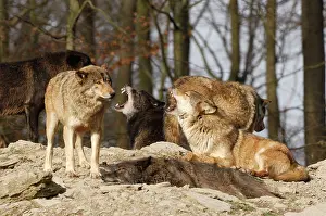 Packs: Timber Wolf / Grey Wolf sub species
