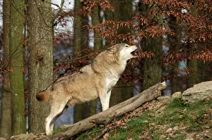 Howling: Timber Wolf / Grey Wolf sub species