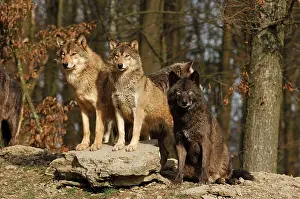Packs: Timber Wolf / Grey Wolf sub species