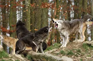 Howling: Timber Wolf / Grey Wolf sub species