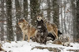 Packs: Timber Wolf / Grey Wolf sub species - in winter snow