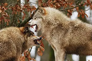 Intimidation: Timber Wolf - intimidation (priority behaviour)