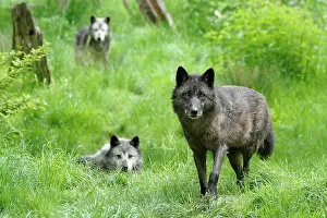 Lycaon: Timber wolves (Canis lupus lycaon), captive, France