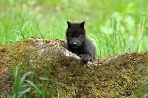 Algonquin: Timberwolf, American wolf (Canis lupus occidentalis)