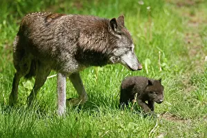 Algonquin: Timberwolf, American wolf (Canis lupus occidentalis)