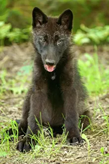 Timberwolf: Timberwolf, American wolf Mackenzie Valley Wolf